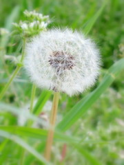 dandelion clock