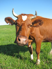 Cow at the pasture