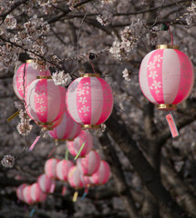 Cherry blossoms and round, pink lanterns at a festival