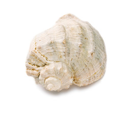 Seashell isolated on the white background