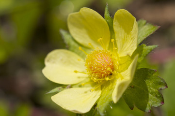 ヘビイチゴの花
