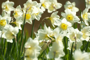 Blumenmeer, Narzissen