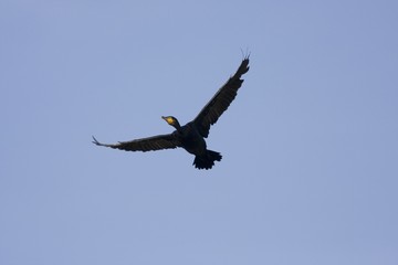 Kormoran