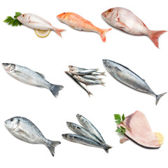 collection of mediterranean fish