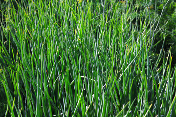 Young leaves of onions