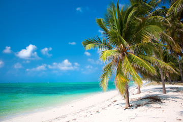 Fototapeta na wymiar Palmy na plaży z turkusową wodą