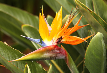 flower from Madeira