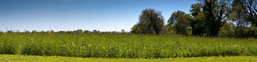 prairie camarguaise