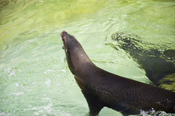 Obraz premium Seelöwen