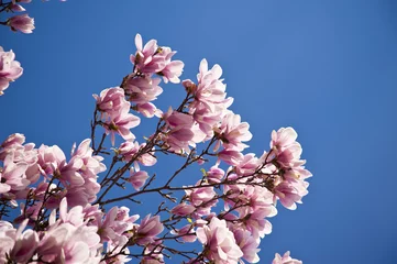 Papier Peint photo Lavable Magnolia Magnolienbaum