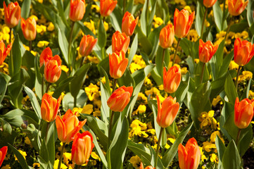 Blumenbeet