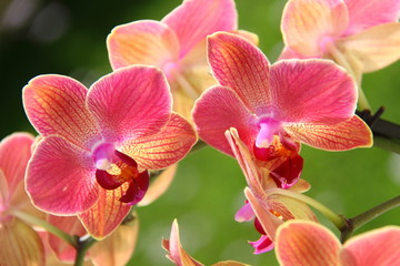 Orchidée - obrazy, fototapety, plakaty