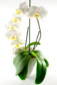 Fototapeta Orchidee