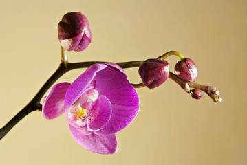 Blooming violet orchids flower