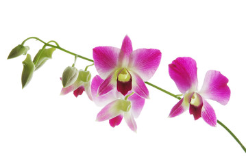 Naklejka na ściany i meble Fresh violet orchids isolated on white background