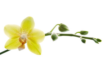 Fresh yellow orchids isolated on white background