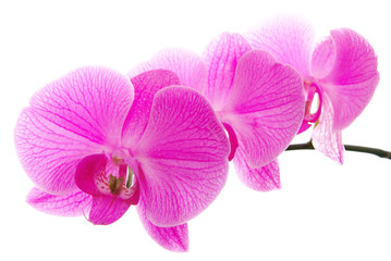 Fototapeta na wymiar Fresh violet orchids isolated on white background