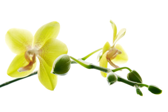 Fototapeta Fresh yellow orchids isolated on white background