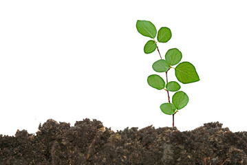 Tree in soil