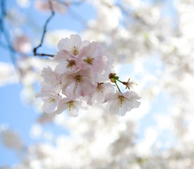 cherry blossom