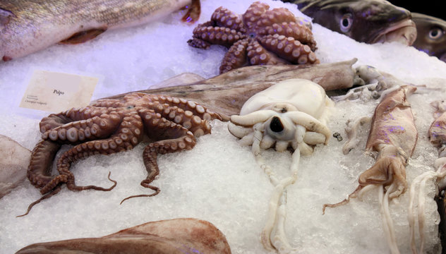 pulpo, tintenfisch, kalmare, kraken