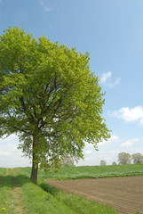 Fototapeta na wymiar panorama con albero