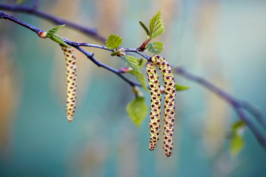 birch tree aments 03