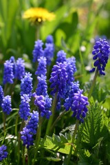 muscari