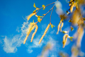 birch tree aments spreading pollen 01 - 22068906