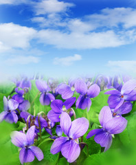 Fototapeta na wymiar violets and blue sky