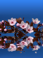 Obrazy na Szkle  japonia sakura i odbicie