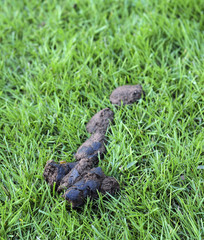 Dog poop on grass