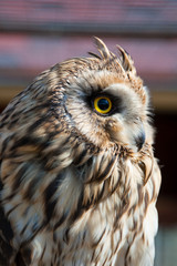 Closeup portrait of an owl.  Asio flammeus