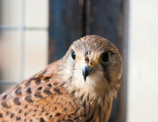 falcon