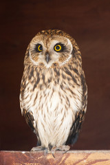 Closeup portrait of an owl.  Asio flammeus
