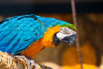 Parrot