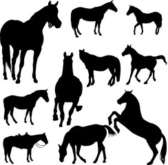 horses silhouettes - vector