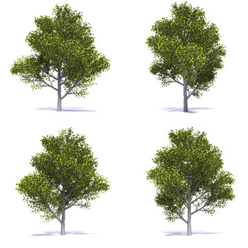 Fototapeta alberi acero verde
