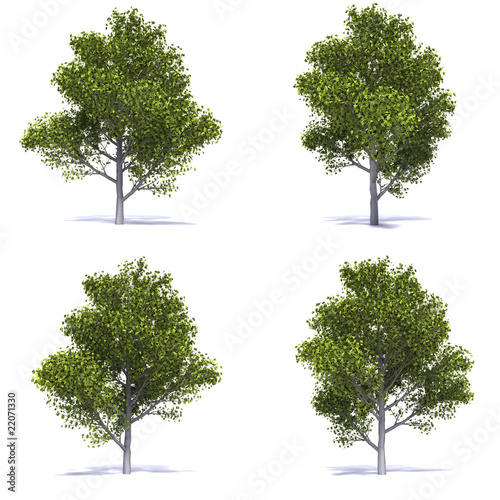 alberi photoshop