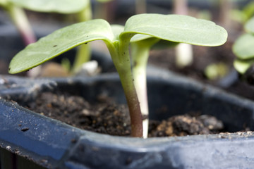 young sunflower seedling