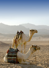 Fototapeta premium Camels in a desert resting after the trip