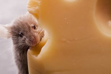 Mouse vs. cheese