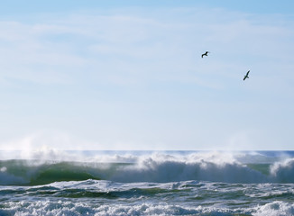 Seagulls over breaking waves