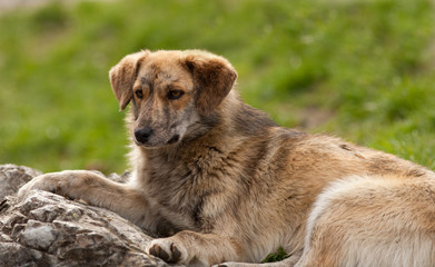 Stray dog portrait