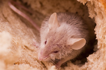 Mouse on bread