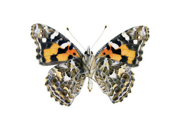 Butterfly - Painted Lady, Vanessa Kershawi