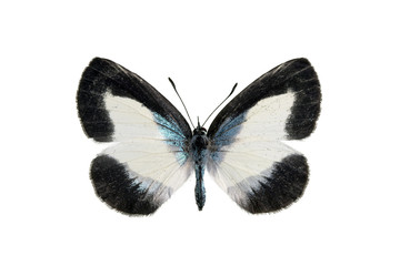 Butterfly - Small Green-banded blue, Psychonotis caelius