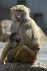 Obraz premium Pavian mit Jungtier