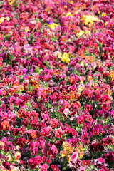 Fototapeta premium Blumenpracht