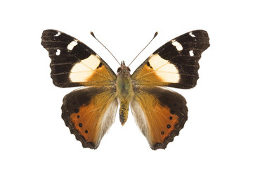 Butterfly - Yellow Admiral, Vanessa itea